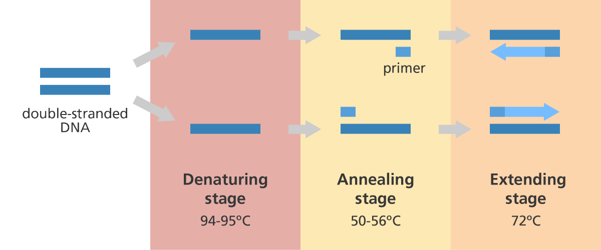 What is PCR polymerase chain reaction