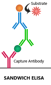 direct elisa