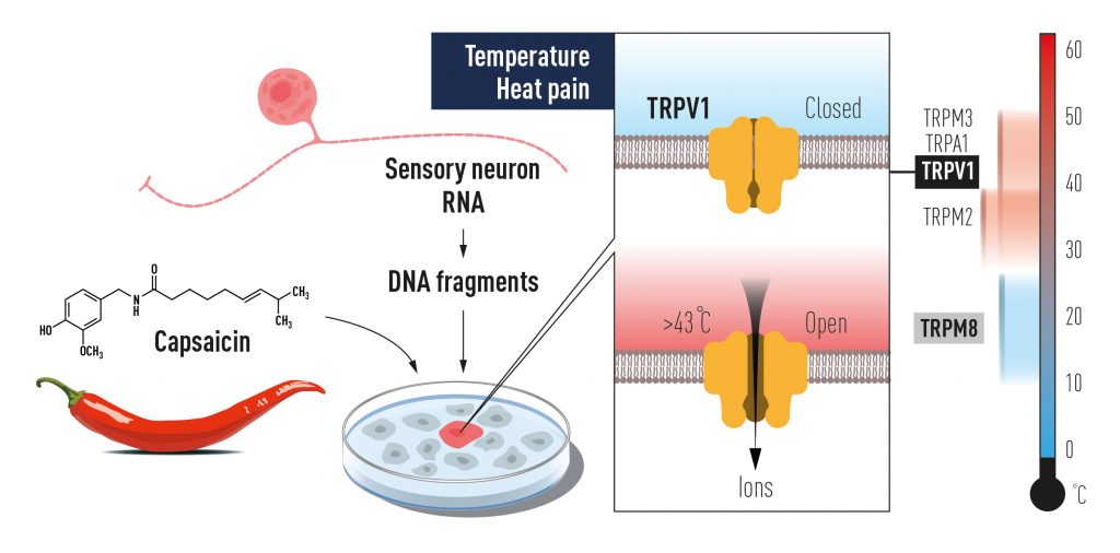 TRPV1